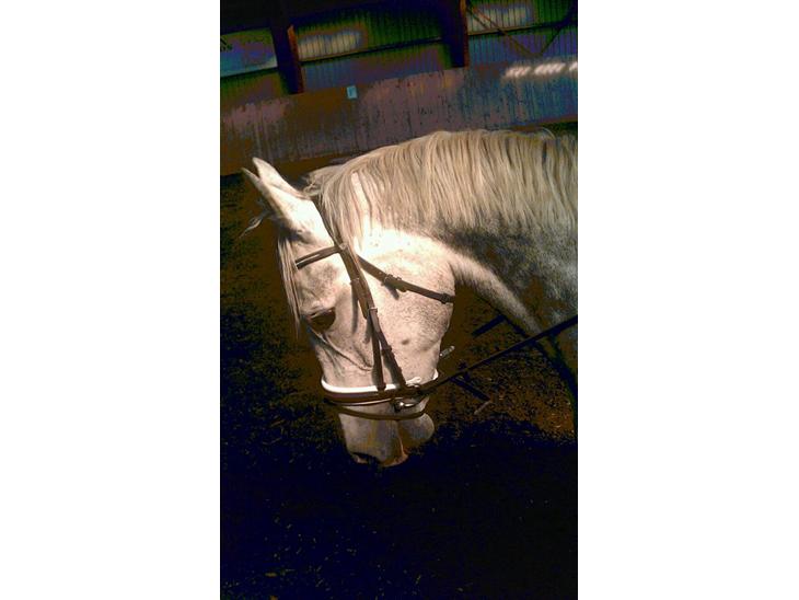 {{currentPhoto.altText}} billede {{currentPhoto.number}}