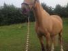 Palomino Lucky Samson