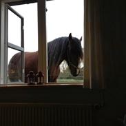 Shire Lindegårdens King Arhur