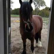 Shire Lindegårdens King Arhur