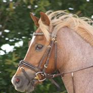 Welsh Pony (sec B) Daysie