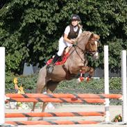 Welsh Pony (sec B) Daysie