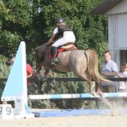 Welsh Pony (sec B) Daysie