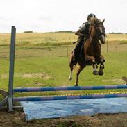 Welsh Cob (sec D) Thistledown Jumping Jack