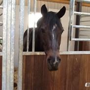 Dansk Varmblod Alley skovdal!<3