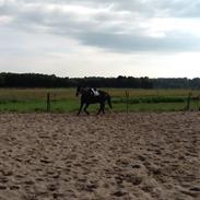 Dansk Varmblod Alley skovdal!<3