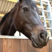 Dansk Varmblod Alley skovdal!<3