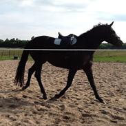 Dansk Varmblod Alley skovdal!<3