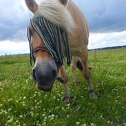Fjordhest Enghavns Nandi.