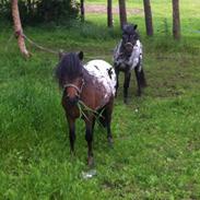 Anden særlig race Berlin