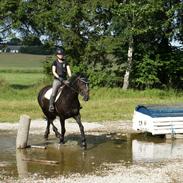 Welsh Partbred (Sec F) Chili's Zappa