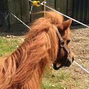 Miniature Ronja