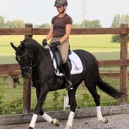 Tysk Sportspony Pandora