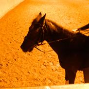 Anden særlig race Jazz Man R.I.P