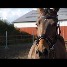 Dansk Varmblod Lakeisha