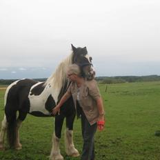 Irish Cob Crossbreed Chano