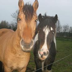 Irish Cob Crossbreed Chano