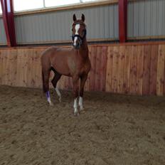 DSP Vasehøjs Malika Bint Felima