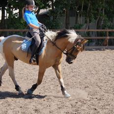 Hollandsk Sportspony Capello Ivo !<3