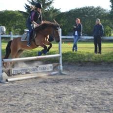 Anden særlig race Chico