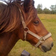 Anden særlig race Chico