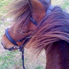 Anden særlig race Chico