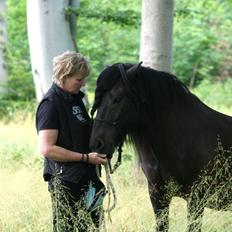 Islænder Grani fra Rimmensgaard