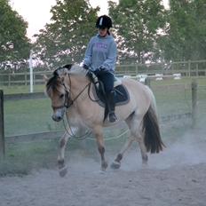 Fjordhest Elvis Killimanjaro - Den bedste<3