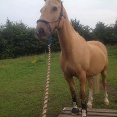 Palomino Lucky Samson