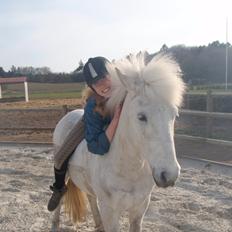 Islænder Pori klattrup