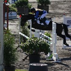 Anden særlig race AGGERHOLM'S LA FAYETTE