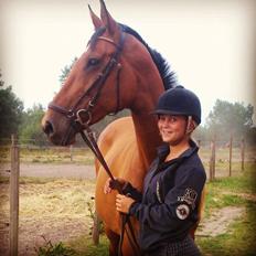 Dansk Varmblod Pari - Fittonia