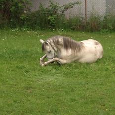 Welsh Pony (sec B) Mosebo's Julie