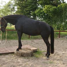 Oldenborg Celine Borrebjerg