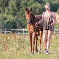 Lusitano Horatio The Noble One