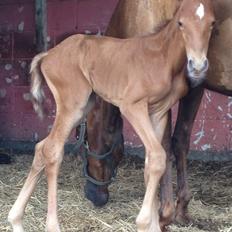 Palomino Holms Mr Duddits