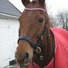 Dansk Varmblod Bæk's Florence  ~ Soulmate ~  R.I.P d. 23/01-201