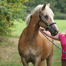 Haflinger Edda-Fiamona