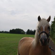 Tyroler Haflinger Valua <3