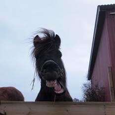 Islænder Kolfur fra Lipo