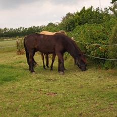 Islænder Kolfur fra Lipo