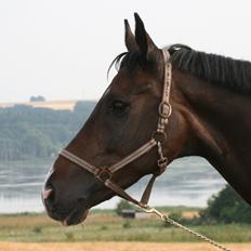 Dansk Varmblod Don Carif (Følle)