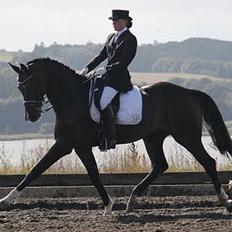 Dansk Varmblod Don Carif (Følle)