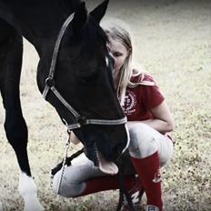 Dansk Varmblod Don Carif (Følle)