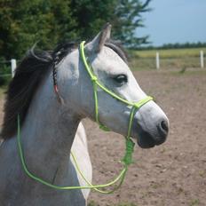 Welsh Mountain (sec A) Gribsvads Mr. Nelson