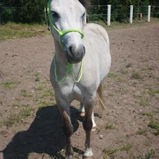 Welsh Mountain (sec A) Gribsvads Mr. Nelson