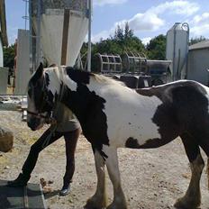 Irish Cob Zoe of Romany Vanner