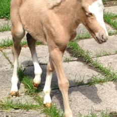 Anden særlig race Stald østergaard's spidi