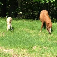 Anden særlig race Stald østergaard's spidi