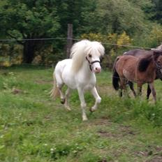 Anden særlig race Stald Østergaard's pondus